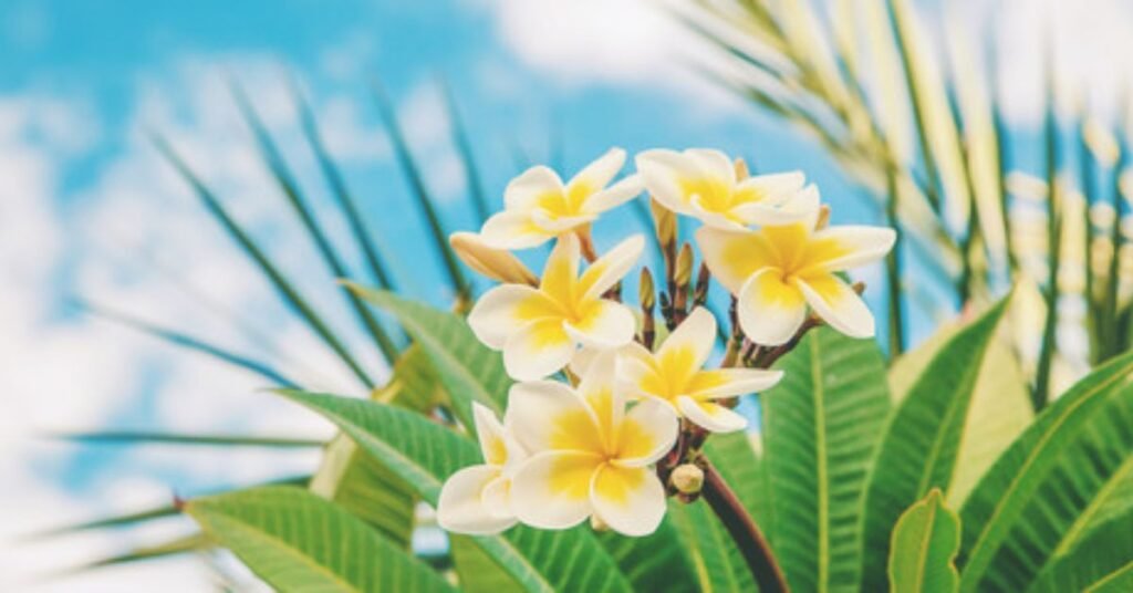 hawaiian flowers

